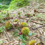 お猿に負けずに栗ひろい まだまだ栗が落ちてくる!