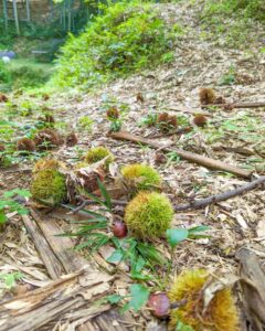 お猿に負けずに栗ひろい　まだまだ栗が落ちてくる！