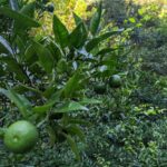 里山にたわわに実るスダチたち🤤