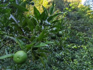 里山にたわわに実るスダチたち🤤
