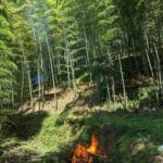 台風後の竹やぶ掃除🧹