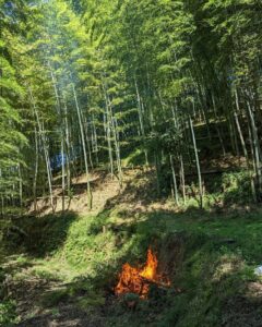 台風後の竹やぶ掃除🧹