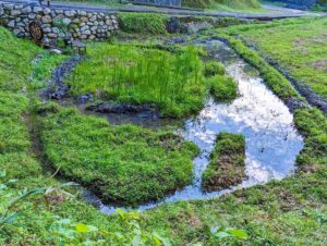 里山ビオトープ　水面に青空と雲🌤