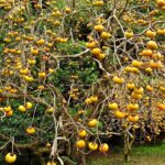 おサルにやられる前にカキの収穫！