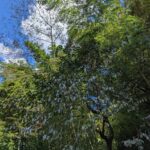 柿も残りわずか！