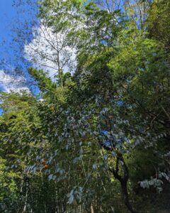 柿も残りわずか！