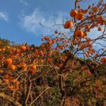 夏のスダチ＆秋のカキ