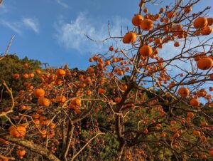 夏のスダチ＆秋のカキ