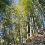 竹やぶ 秋の整備シーズンに突入！