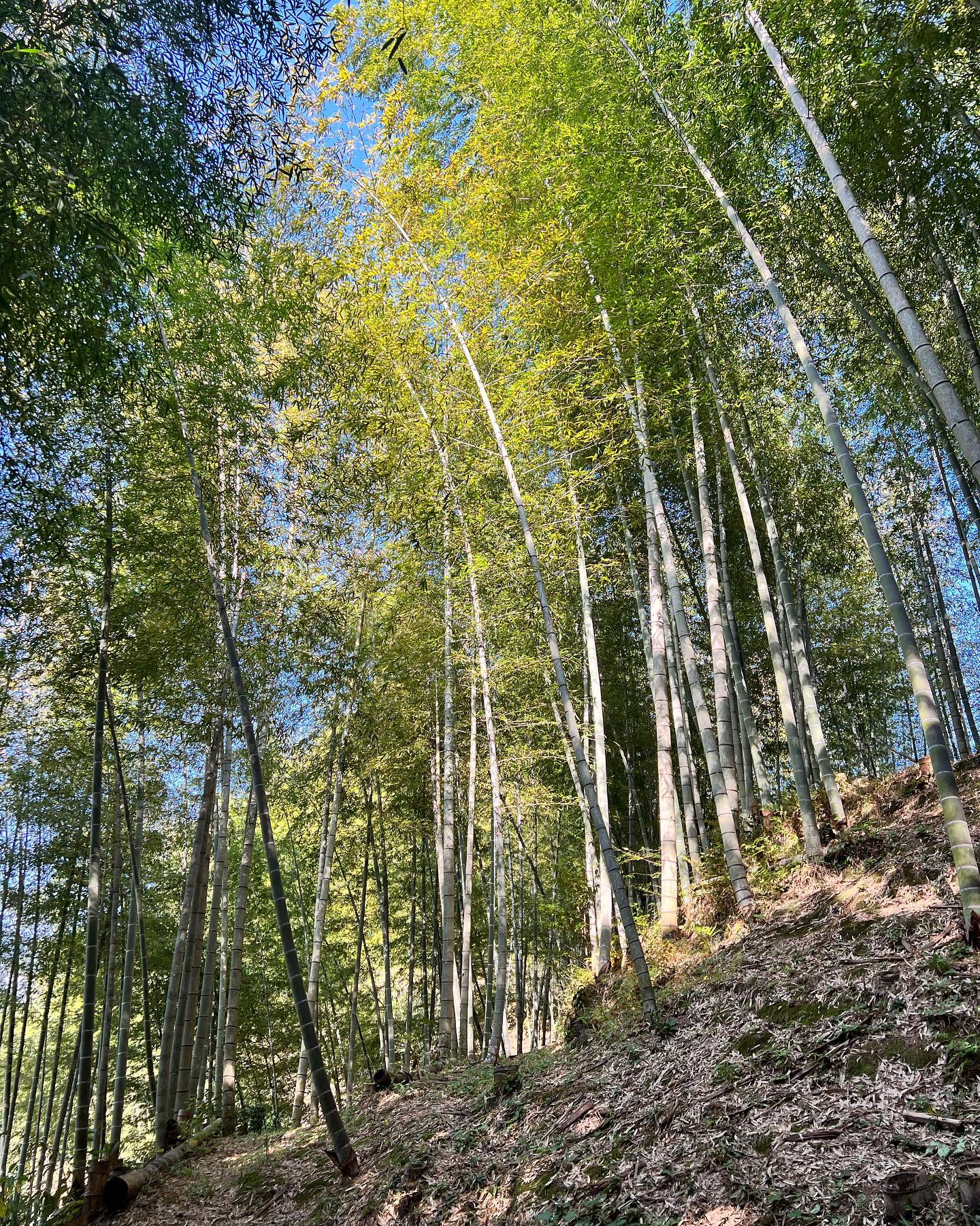 竹やぶ秋になって整備シーズンになってきましたね！夏にのびてた草刈りかって、竹の間伐も進めていきますよー！そして間伐した竹もなるべく使うように加工の段取りも行っています#竹 #竹林 #bamboo #竹やぶ #里山 #自然 #環境 #自然好きな人と繋がりたい #sky #青空 #徳島 #阿南 #阿波たけのこ農園