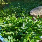 里山ビオトープでクレソンが大量に繁茂!