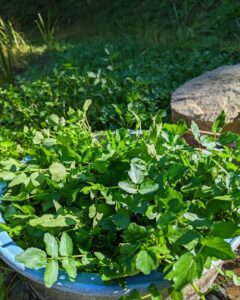 里山ビオトープでクレソンが大量に繁茂！