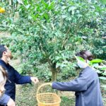 すだち&ゆず 黄色く色づいてます!