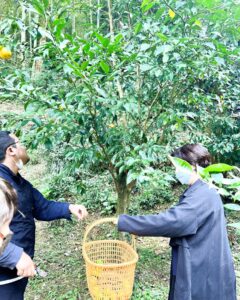 すだち＆ゆず 黄色く色づいてます！