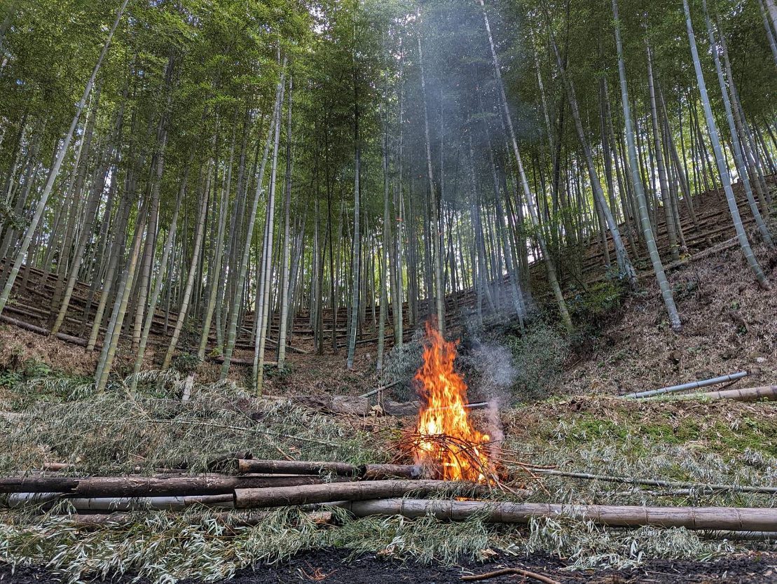 竹林整備しょうがないやつは燃やして片付けますきれいに残った竹炭はおうちBBQで使いたいな〜🤤#竹 #竹林 #竹林整備 #bamboo #焚き火 #fire #里山 #きれい #自然 #nature #自然好きな人と繋がりたい #林業 #間伐 #炭 #竹炭 #forest #forester #徳島 #阿南 #阿波たけのこ農園