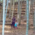 竹さんぽ🧒🏻 きれいなやぶで竹林浴