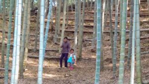 竹さんぽ🧒🏻　きれいなやぶで竹林浴