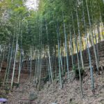 竹林整備＆ものづくり　竹の搬出