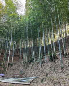 竹林整備＆ものづくり　竹の搬出