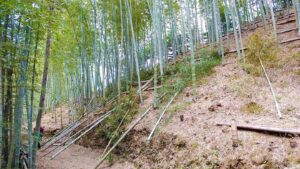 2022ラストの竹林整備！