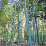 竹林に久々の雨！2023シーズンはいい感じ！？