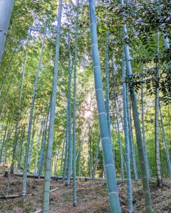 竹林に久々の雨！2023シーズンはいい感じ！？