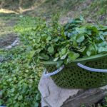 里山ビオトープで青々としたクレソンが繁っています♪