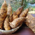 四国・徳島 2023シーズンのたけのこ『筍姫』の収穫スタート！