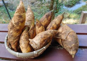 四国・徳島 2023シーズンのたけのこ『筍姫』の収穫スタート！