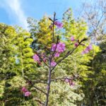 Flowers 里山にも春が来ました♪