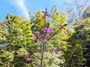 Flowers 里山にも春が来ました♪