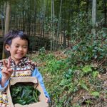 2023年春シーズン お茶の収穫