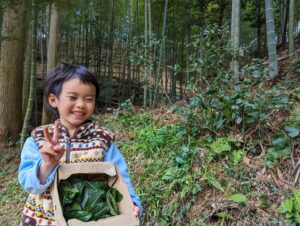 2023年春シーズン お茶の収穫