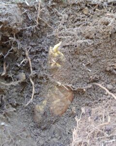 白くてプリプリのお姫さま　筍姫を発見！