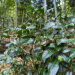 2023春の里山　葉っぱも青々しています♪