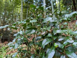 2023春の里山　葉っぱも青々しています♪