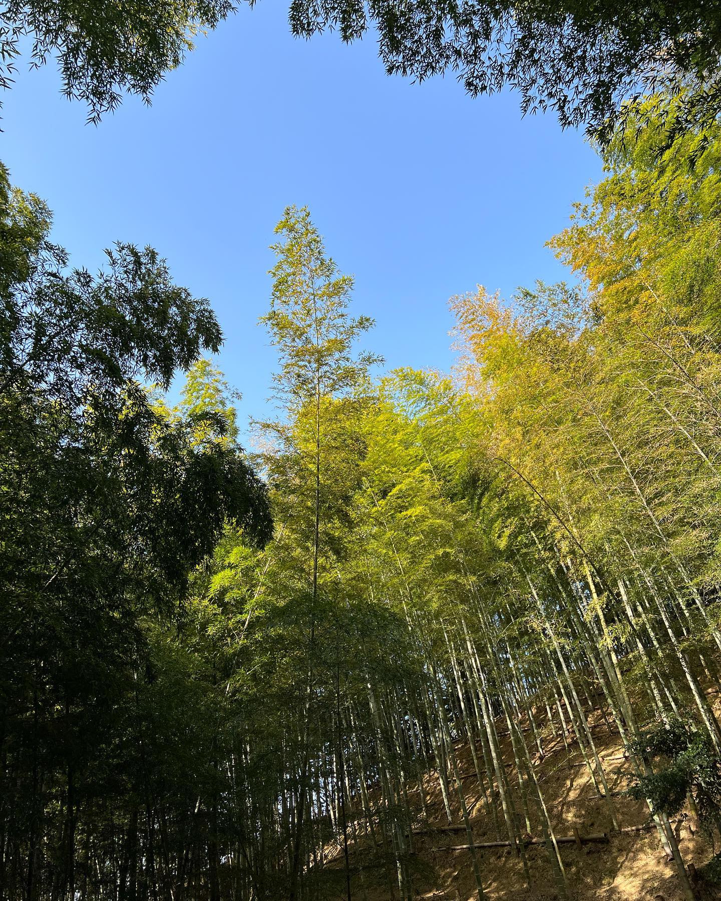 チョー気持ちいー！たけのこ掘りの休憩ポカリがぶ飲みしながらの空、最高#sky #bamboo #nature #spring #forest #空 #竹 #竹林 #自然 #里山 #春 #森林 #林業 #たけのこ #徳島 #阿南 #japan #japanese #自然好きな人と繋がりたい #阿波たけのこ農園 #筍姫 #ポカリ