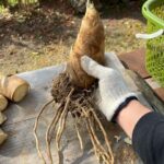 飲食店さま向け 良いたけのこが掘れています！