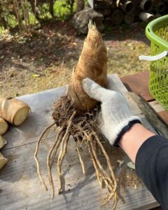 飲食店さま向け 良いたけのこが掘れています！