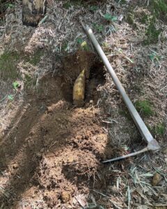 土の中に隠れてるタケノコを掘り起こす！