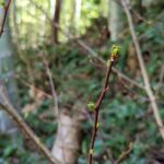 山椒ちゃんもうちょいで芽吹きます