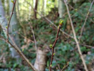 山椒ちゃんもうちょいで芽吹きます