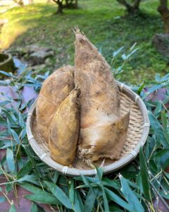 ラジオ生放送でたけのこ掘りました！