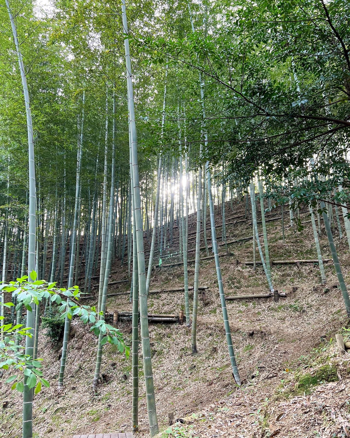 タケノコ一般注文も受付はじめました！ホームページやオンラインショップも随時更新してきますので良かったらご覧くださいませ昨日までずっと雨でしたが今週は晴れ️地面もいい感じにしっとり水を蓄えてます春休み突入の子どもたちも戦力になるか！？#たけのこ #タケノコ #筍 #竹林 #竹 #bamboo #里山 #自然 #自然好きな人と繋がりたい #徳島 #阿南 #阿波たけのこ農園 #筍姫