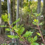 木の芽が芽吹いてきました~!