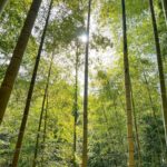 竹林にさす西日がきつすぎる件(タケノコ掘るのに時間かかりすぎる件)