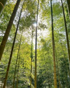 竹林にさす西日がきつすぎる件（タケノコ掘るのに時間かかりすぎる件）