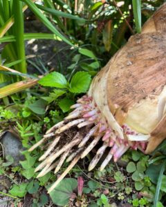 王蟲！？みたいなタケノコ