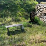 竹林ふもとの里山ビオトープ 春の植物で青々