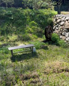 竹林ふもとの里山ビオトープ 春の植物で青々